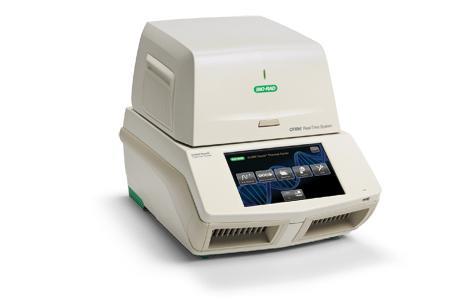 Real-time PCR